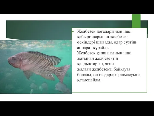 Желбезек доғаларының ішкі қабырғаларынан желбезек өскіндері шығады, олар сүзгіш аппарат