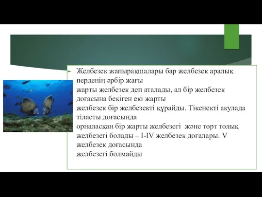 Желбезек жапырақшалары бар желбезек аралық перденің əрбір жағы жарты желбезек