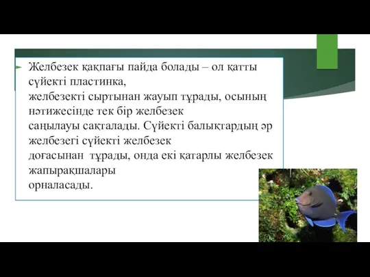 Желбезек қақпағы пайда болады – ол қатты сүйекті пластинка, желбезекті