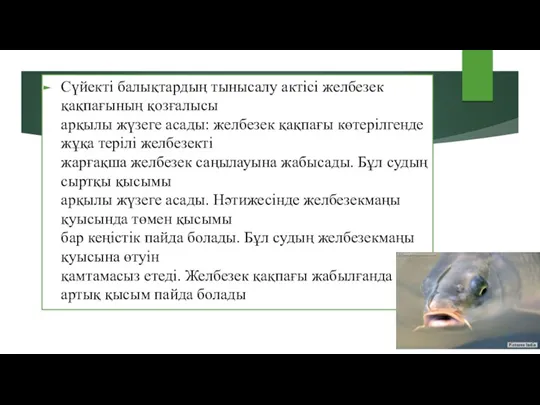 Сүйекті балықтардың тынысалу актісі желбезек қақпағының қозғалысы арқылы жүзеге асады: