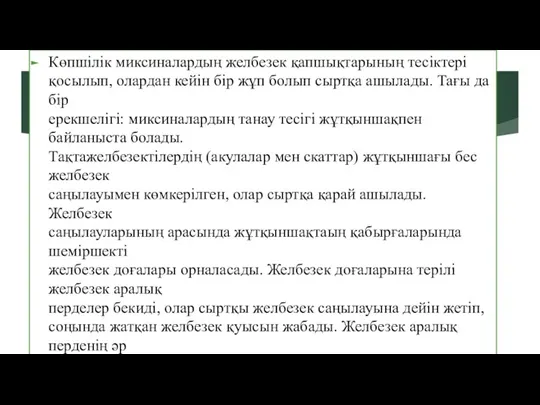 Көпшілік миксиналардың желбезек қапшықтарының тесіктері қосылып, олардан кейін бір жұп