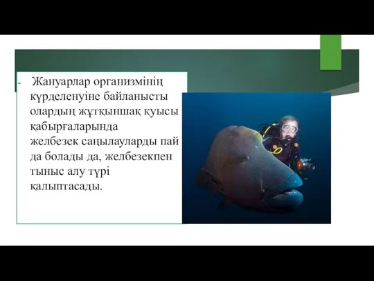 Жануарлар организмінің күрделенуіне байланысты олардың жұтқыншақ қуысы қабырғаларында желбезек саңылауларды