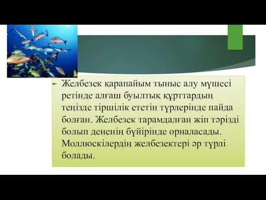 Желбезек қарапайым тыныс алу мүшесі ретінде алғаш буылтық құрттардың теңізде