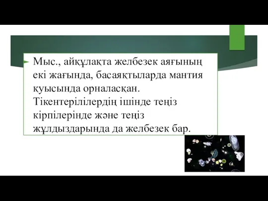 Мыс., айқұлақта желбезек аяғының екі жағында, басаяқтыларда мантия қуысында орналасқан.