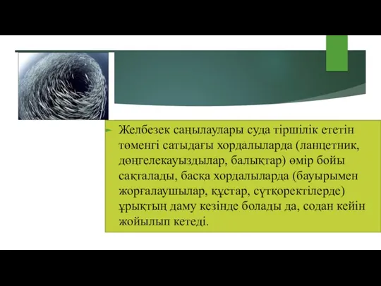 Желбезек саңылаулары суда тіршілік ететін төменгі сатыдағы хордалыларда (ланцетник, дөңгелекауыздылар,