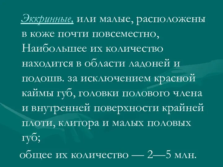 Эккринные, или малые, расположены в коже почти повсеместно, Наибольшее их