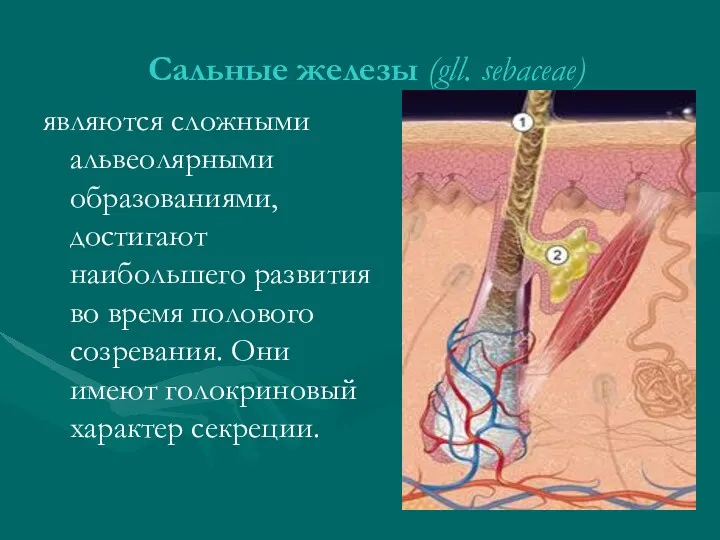 Сальные железы (gll. sebaceae) являются сложными альвеолярными образованиями, достигают наибольшего