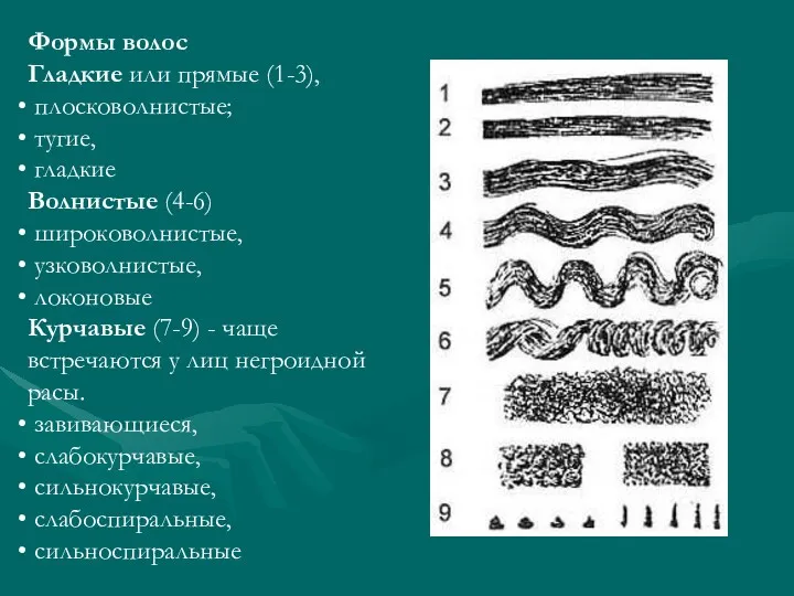 Формы волос Гладкие или прямые (1-3), плосковолнистые; тугие, гладкие Волнистые