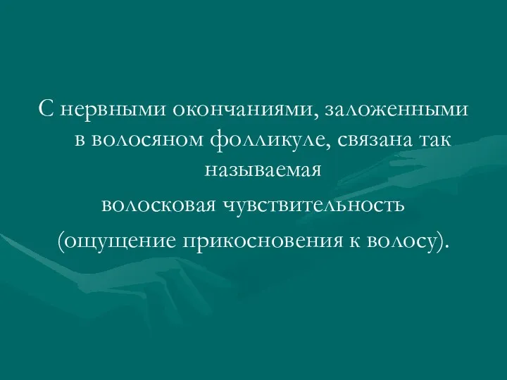 С нервными окончаниями, заложенными в волосяном фолликуле, связана так называемая волосковая чувствительность (ощущение прикосновения к волосу).