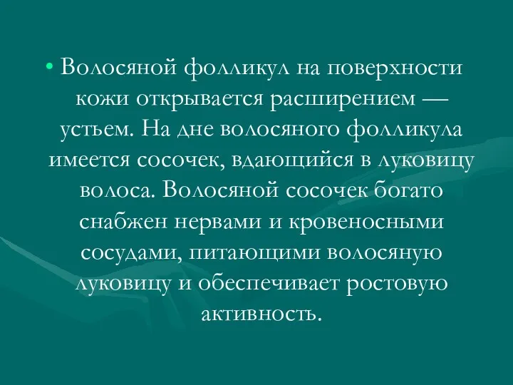 Волосяной фолликул на поверхности кожи открывается расширением — устьем. На