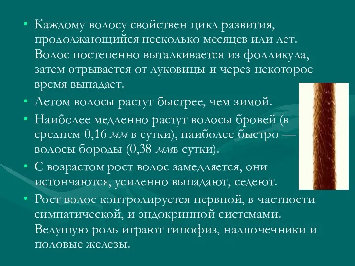 Каждому волосу свойствен цикл развития, продолжающийся несколько месяцев или лет.