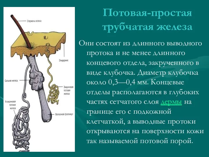 Потовая-простая трубчатая железа Они состоят из длинного выводного протока и