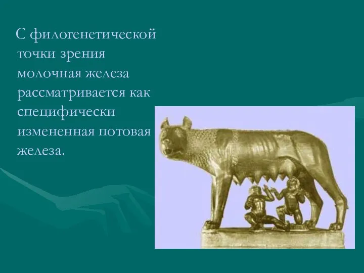 С филогенетической точки зрения молочная железа рассматривается как специфически измененная потовая железа.