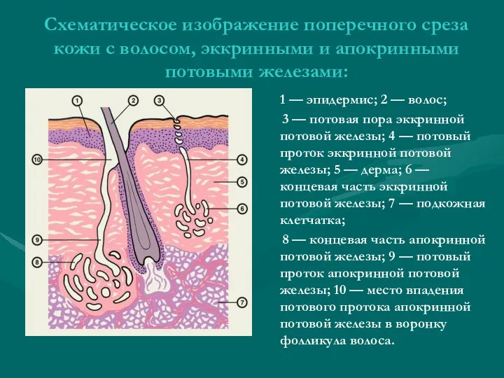 Схематическое изображение поперечного среза кожи с волосом, эккринными и апокринными