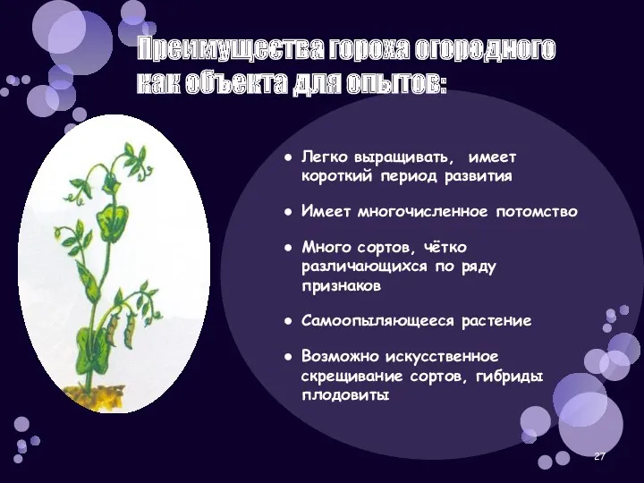 Преимущества гороха огородного как объекта для опытов: Легко выращивать, имеет