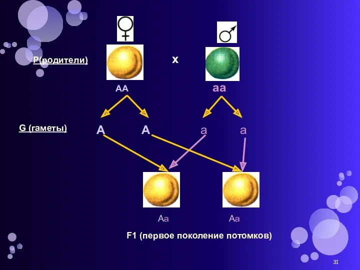 х АА аа А А а а G (гаметы) Р(родители) F1 (первое поколение потомков) Аа Аа
