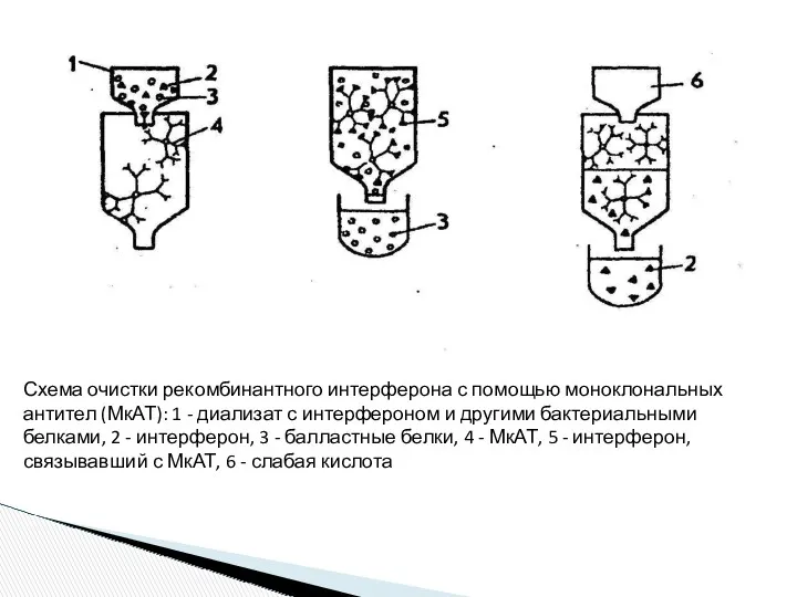 Схема очистки рекомбинантного интерферона с помощью моноклональных антител (МкАТ): 1