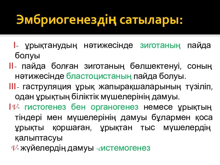 Эмбриогенездің сатылары: І- ұрықтанудың нәтижесінде зиготаның пайда болуы ІІ- пайда