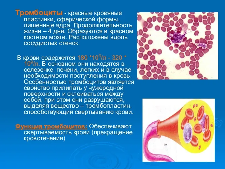 Тромбоциты - красные кровяные пластинки, сферической формы, лишенные ядра. Продолжительность