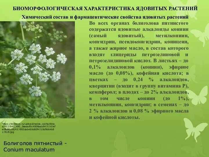 Во всех органах болиголова пятнистого содержатся ядовитые алкалоиды кониин (самый