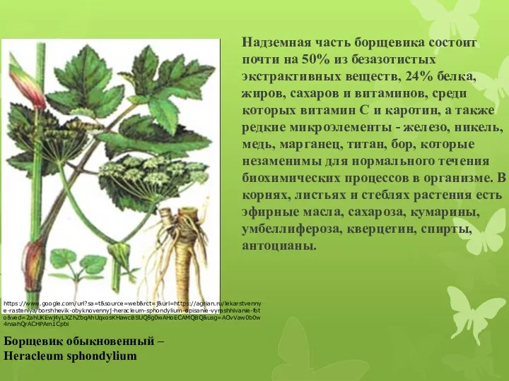 Надземная часть борщевика состоит почти на 50% из безазотистых экстрактивных