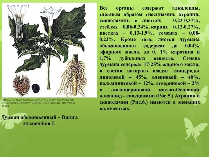 https://ru.m.wikipedia.org/wiki/%D0%A4%D0%B0%D0%B9%D0%BB:Starr_050423-6658_Datura_stramonium.jpg Дурман обыкновенный – Datura stramonium L Все органы содержат