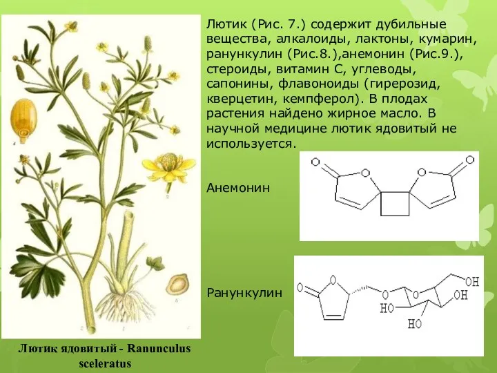 Лютик ядовитый - Ranunculus sceleratus Лютик (Рис. 7.) содержит дубильные