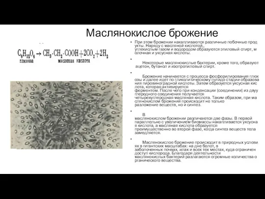 Маслянокислое брожение При этом брожении накапливаются различные побочные продукты. Наряду