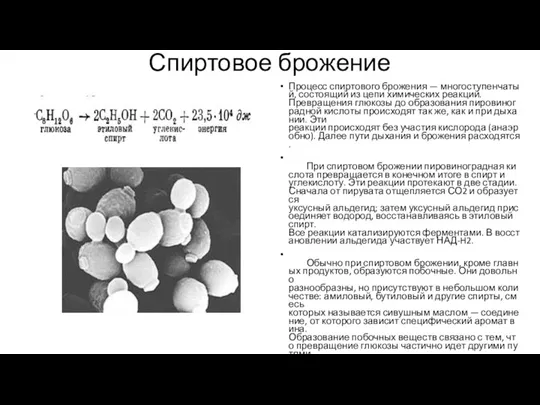 Спиртовое брожение Процесс спиртового брожения — многоступенчатый, состоящий из цепи