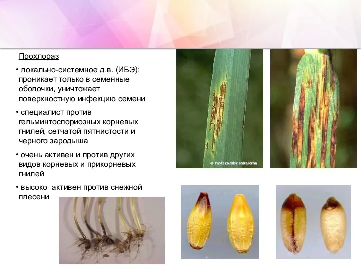 Прохлораз локально-системное д.в. (ИБЭ): проникает только в семенные оболочки, уничтожает