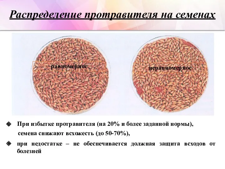 неравномерное При избытке протравителя (на 20% и более заданной нормы),