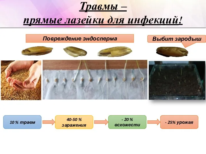 Травмы – прямые лазейки для инфекций! 10 % травм 40-50