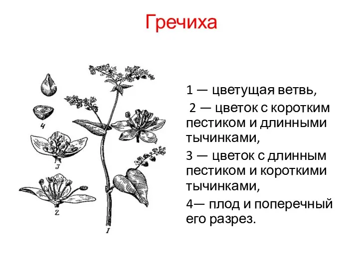 Гречиха 1 — цветущая ветвь, 2 — цветок с коротким
