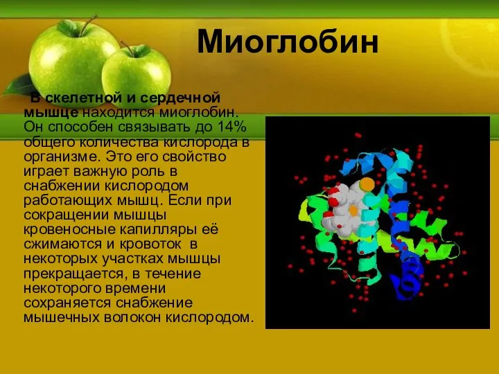 Миоглобин В скелетной и сердечной мышце находится миоглобин. Он способен