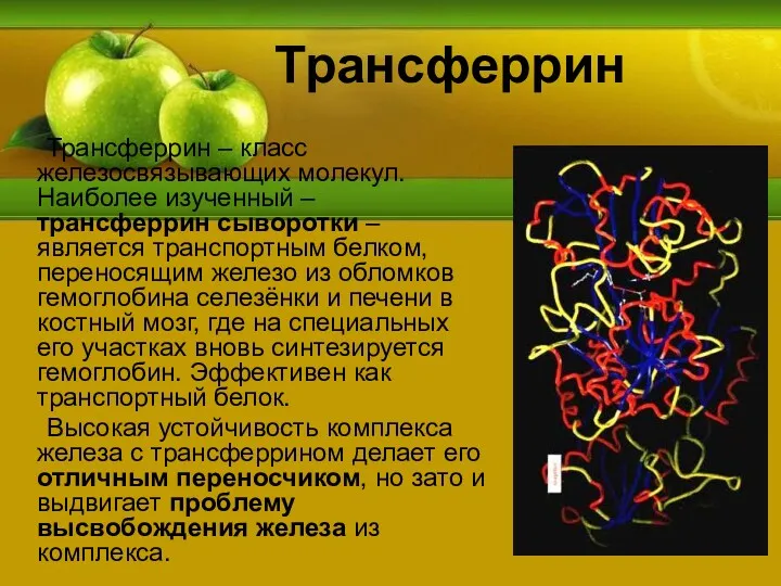 Трансферрин Трансферрин – класс железосвязывающих молекул. Наиболее изученный – трансферрин