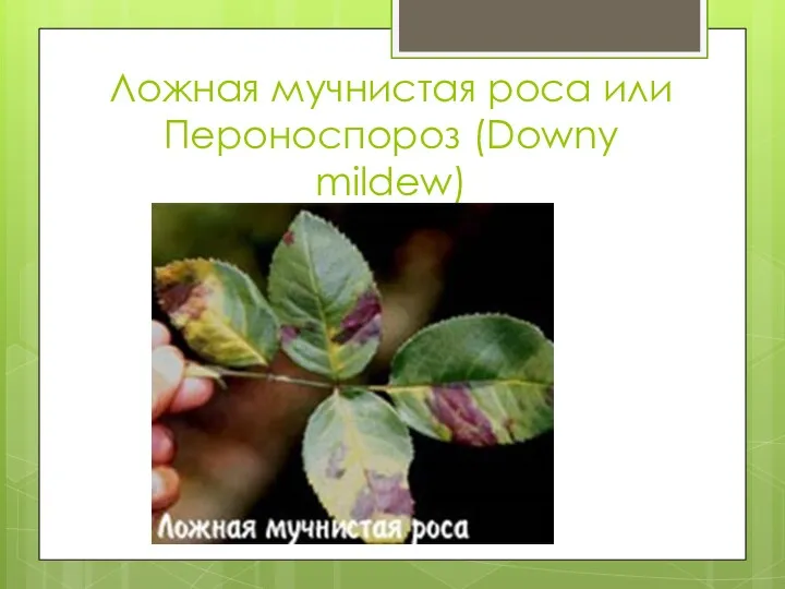 Ложная мучнистая роса или Пероноспороз (Downy mildew)