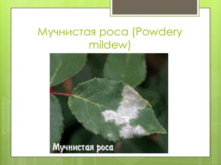 Мучнистая роса (Powdery mildew)