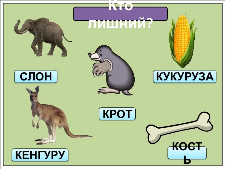 Кто лишний? СЛОН КЕНГУРУ КРОТ КУКУРУЗА КОСТЬ