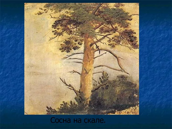 Сосна на скале.