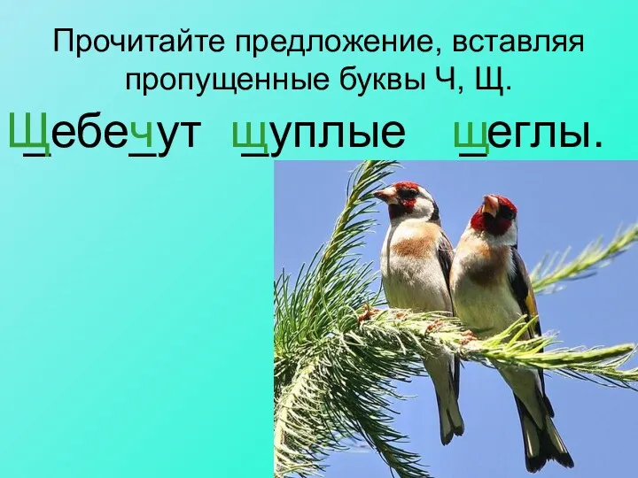 Прочитайте предложение, вставляя пропущенные буквы Ч, Щ. _ебе_ут _уплые _еглы. Щ щ ч щ