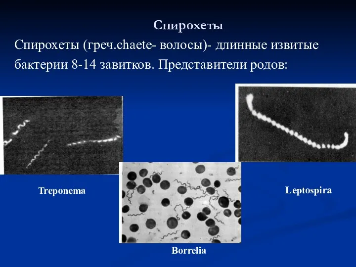 Спирохеты Treponema Borrelia Leptospira Спирохеты (греч.chaete- волосы)- длинные извитые бактерии 8-14 завитков. Представители родов: