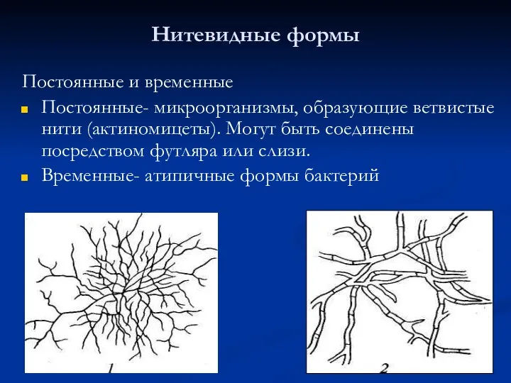 Нитевидные формы Постоянные и временные Постоянные- микроорганизмы, образующие ветвистые нити (актиномицеты). Могут быть