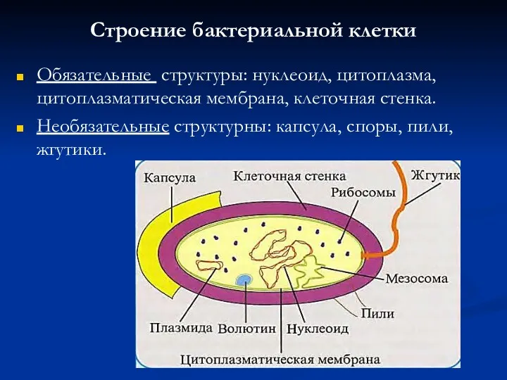 Строение бактериальной клетки Обязательные структуры: нуклеоид, цитоплазма, цитоплазматическая мембрана, клеточная стенка. Необязательные структурны: