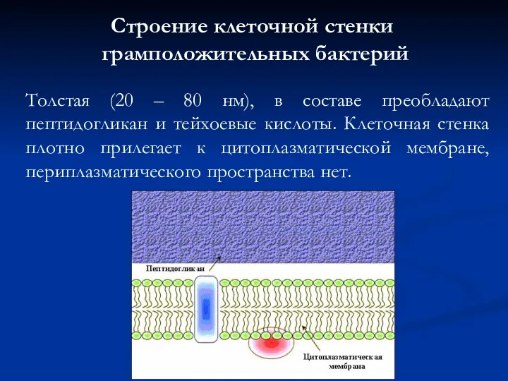 Строение клеточной стенки грамположительных бактерий Толстая (20 – 80 нм), в составе преобладают