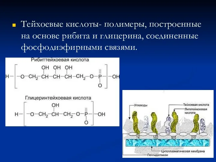 Тейхоевые кислоты- полимеры, построенные на основе рибита и глицерина, соединенные фосфодиэфирными связями.