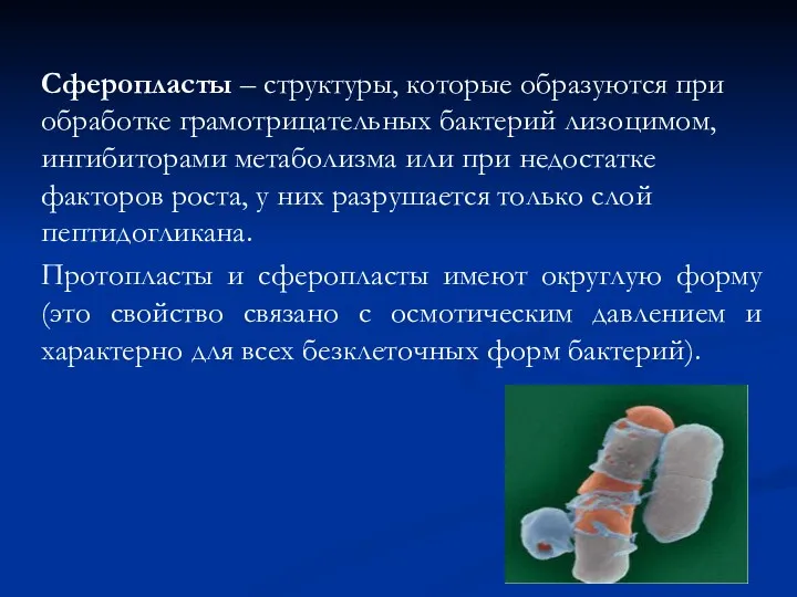 Сферопласты – структуры, которые образуются при обработке грамотрицательных бактерий лизоцимом, ингибиторами метаболизма или