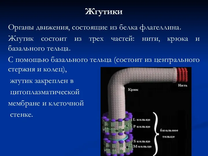 Жгутики Органы движения, состоящие из белка флагеллина. Жгутик состоит из трех частей: нити,