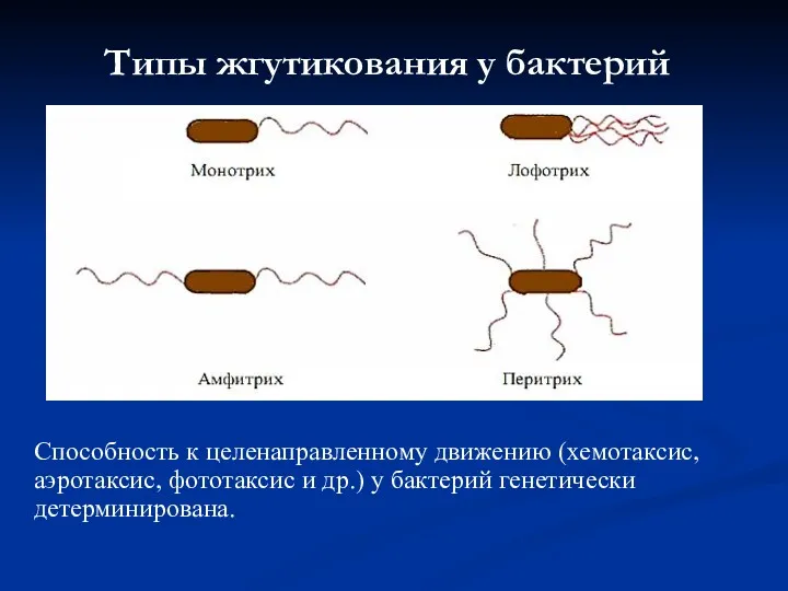 Типы жгутикования у бактерий Способность к целенаправленному движению (хемотаксис, аэротаксис, фототаксис и др.)