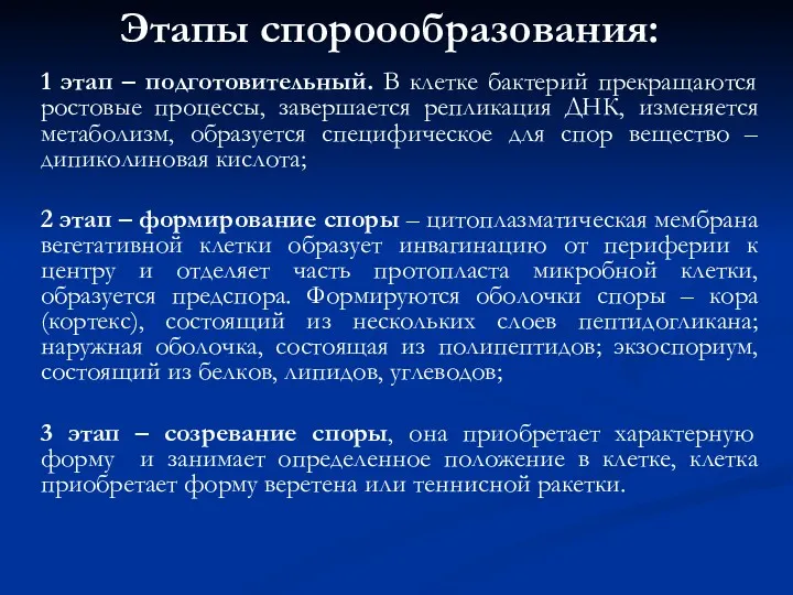 Этапы спороообразования: 1 этап – подготовительный. В клетке бактерий прекращаются ростовые процессы, завершается