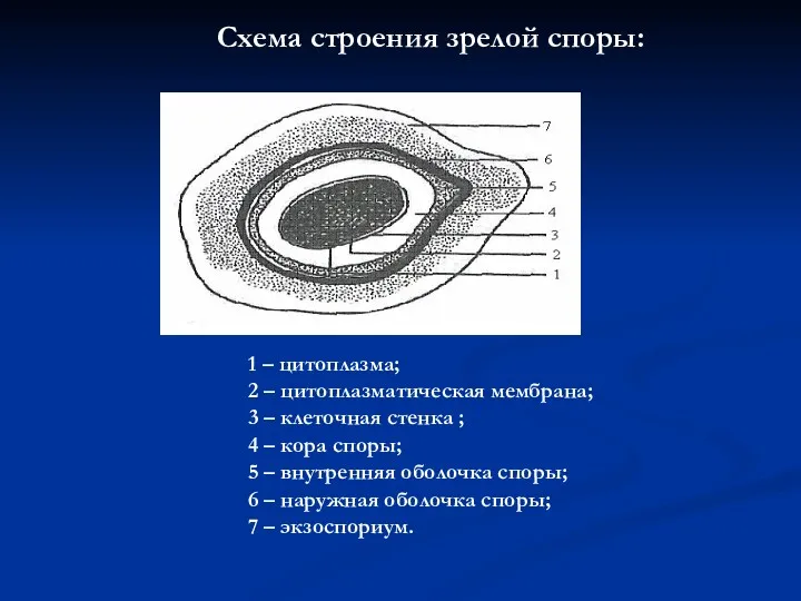 Схема строения зрелой споры: 1 – цитоплазма; 2 – цитоплазматическая мембрана; 3 –